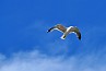 slides/seagull.jpg  seagull